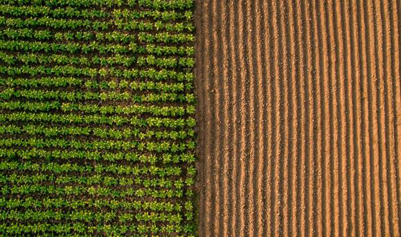 光傳感器幫助種植者確保農(nóng)作物健康生長(zhǎng)