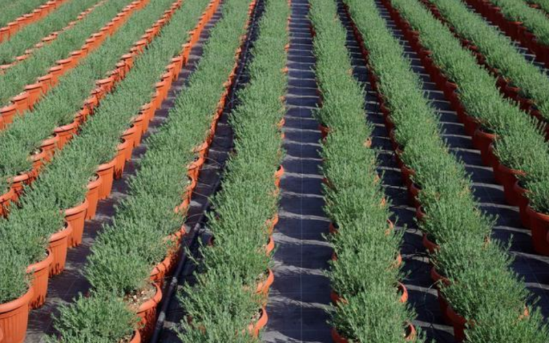 各國溫室園藝機(jī)器人推進(jìn)精準(zhǔn)農(nóng)業(yè)生產(chǎn)技術(shù)進(jìn)步