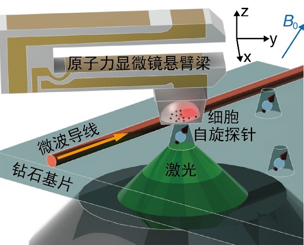 1556430542003019113.jpg 鉆石傳感器示意圖.jpg